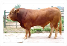 華鑫畜牧業常年供應高產魯西黃牛，種牛、種羊、小尾寒20081024