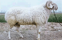 供應小尾寒羊,波爾山羊20081029