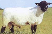 供應波爾山羊、小尾寒羊、白山羊、青山羊、杜泊綿羊20081101