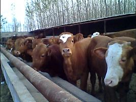 萬頭肉牛黃牛波爾山羊繁育養殖出售總場20081105