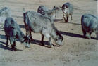 供應白山羊 青山羊 黑山羊 懷胎母羊20081107