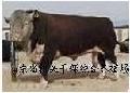 供應夏洛萊牛，利木贊牛，改良肉牛，雜交肉牛20081107