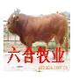 畜牧牛羊繁育養殖基地山東六合牧業牛羊養殖總場20081108