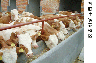 養牛效益-羊怎樣防疫-牛羊養殖方法-牛羊場建設20081109