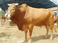 奶牛飼養-牛羊怎樣防疫-肉牛養殖-牛怎樣繁育20081109
