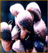 香菇菌絲粉及多糖